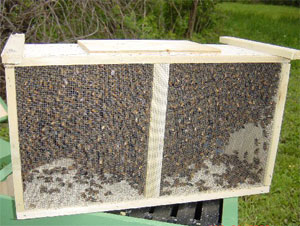 4-х рамочный пчелопакет карпатской породы