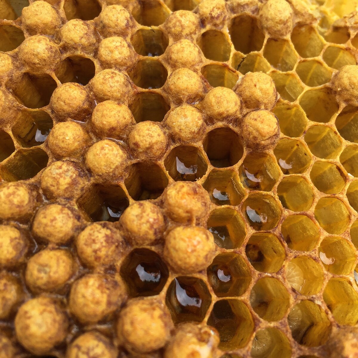 Пчеловодство для начинающих. Продукция пчеловодства
